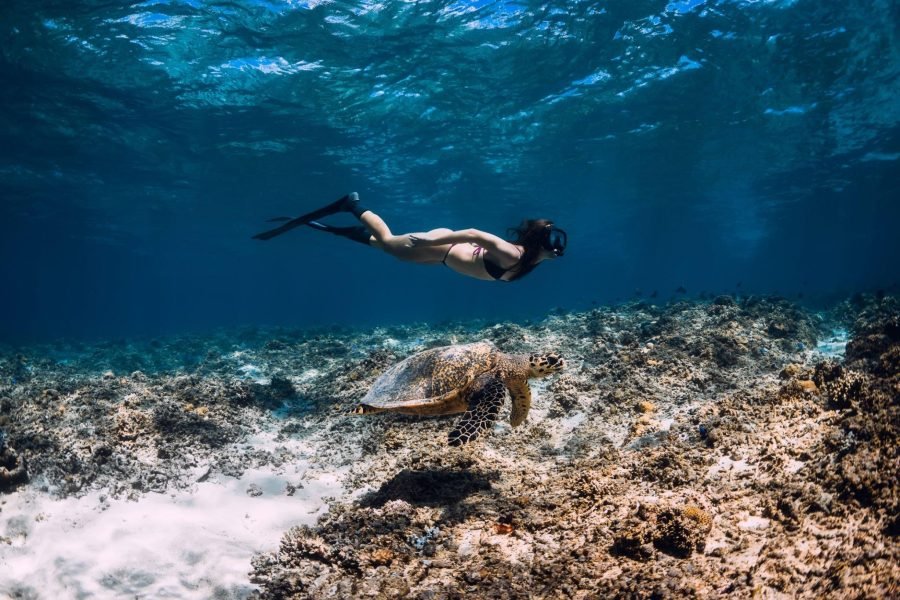 Egypt Adventures - Marsa Mubarak - Swim With Turtles 4