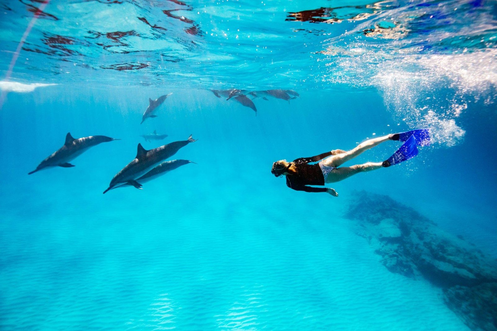 Marsa Alam Swim with Dolphins in Sataya: A Journey of Wonder