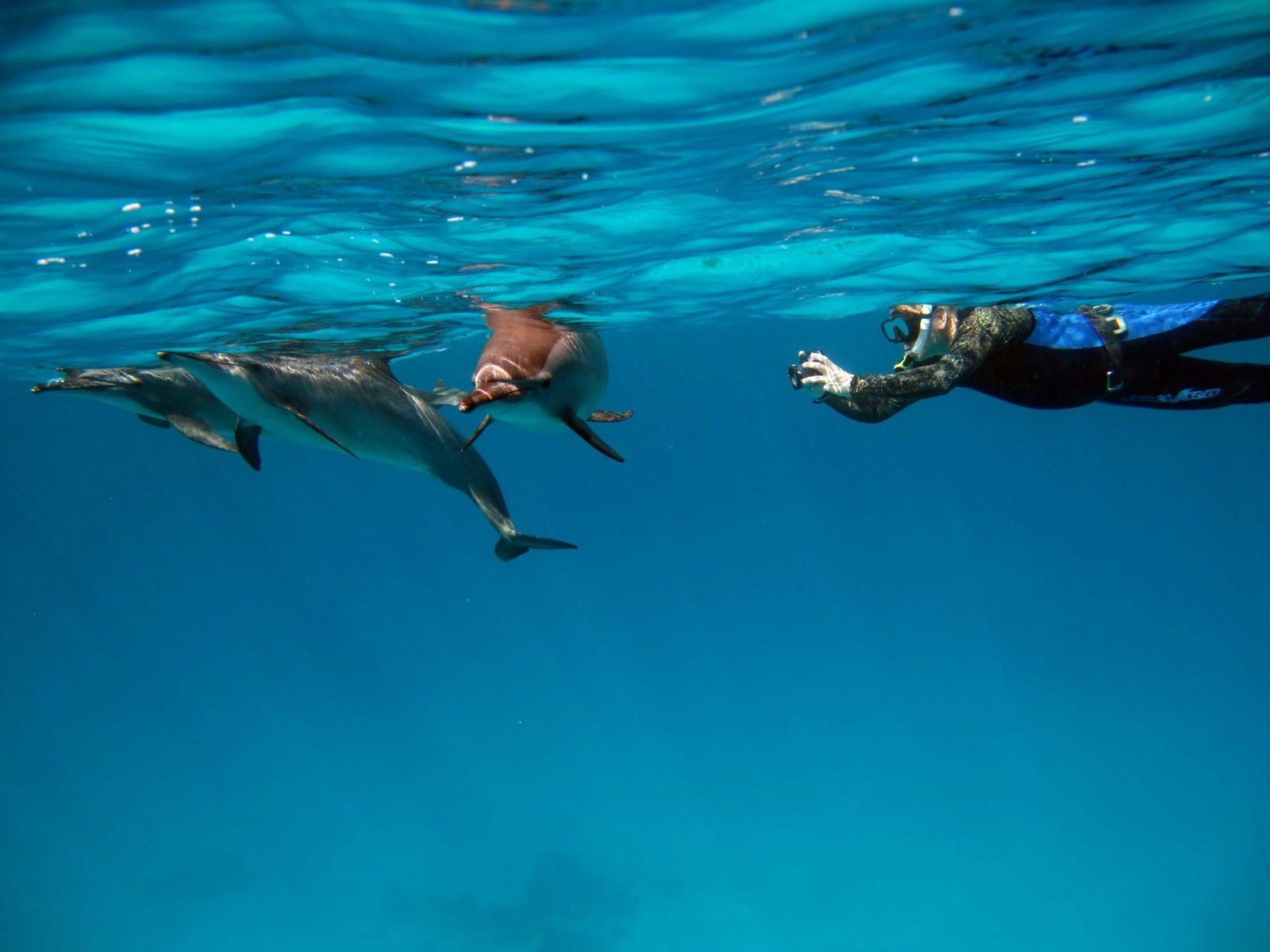 Marsa Alam Swim with Dolphins in Sataya: A Journey of Wonder