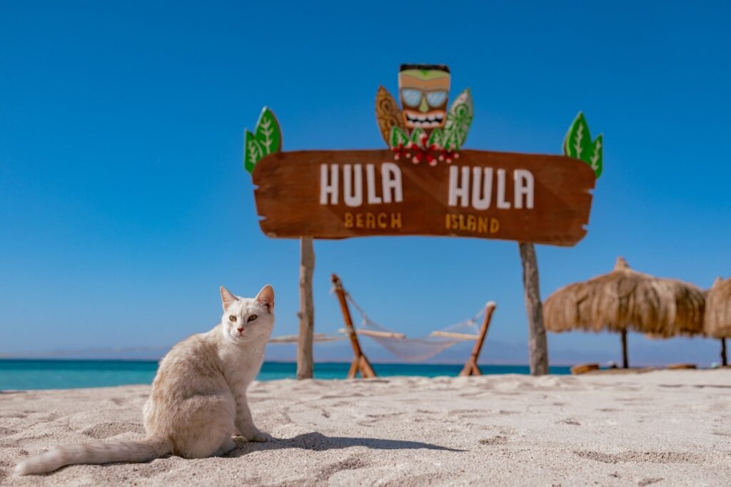 Hula Hula Island Hurghada: A Fun and Relaxing Day in the Red Sea