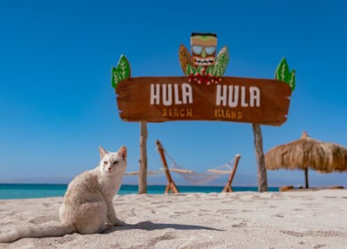 Hula Hula Island Snorkeling Trip - Hurghada