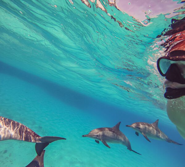 Hurghada Dolphin House Snorkeling Trip