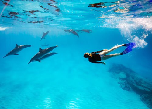 Hurghada Dolphin House Snorkeling Trip