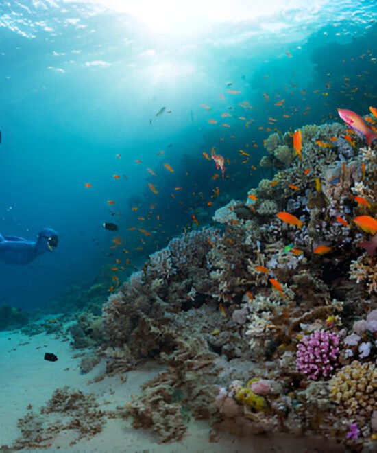 Snorkeling in Hurghada