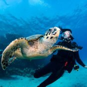 Diving in Hurghada