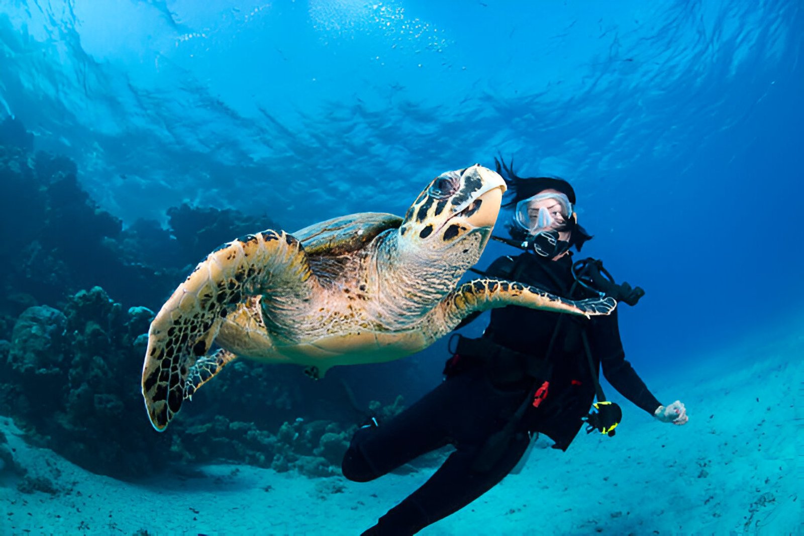 Diving in Hurghada