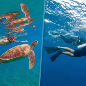Snorkeling vs. Scuba Diving in Hurghada
